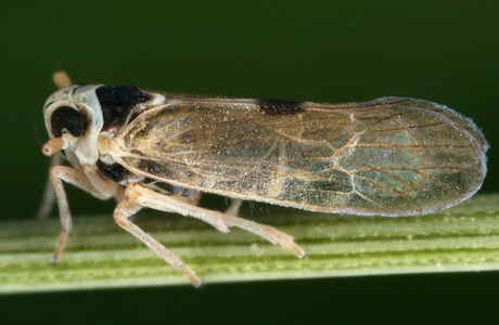 Wanderspornzikade (Laodelphax striatella) - © Gernot Kunz